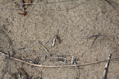 Cicindela lengi