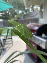 Microcentrum rhombifolium