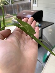 Microcentrum rhombifolium