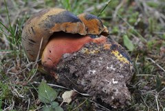 Neoboletus xanthopus