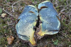 Neoboletus xanthopus