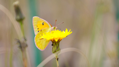Colias fieldii