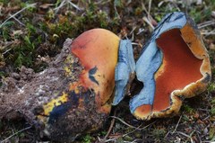 Neoboletus xanthopus