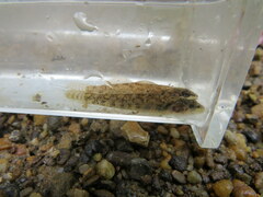 Etheostoma basilare