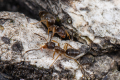 Tapinoma sessile