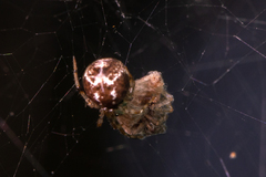 Theridiidae
