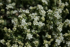 Galium saxatile