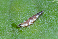 Chrysoperla
