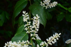 Itea omeiensis