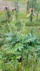 Cirsium carniolicum
