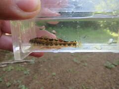 Etheostoma etnieri