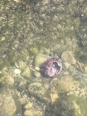 Strongylocentrotus purpuratus