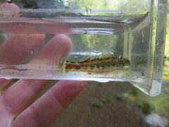 Etheostoma etnieri