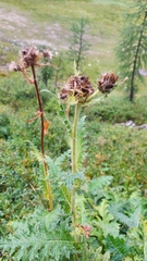 Cirsium carniolicum