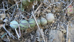 Baculellum articulatum