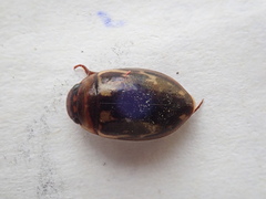 Platambus maculatus