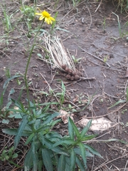 Senecio inaequidens