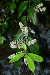 Itea omeiensis
