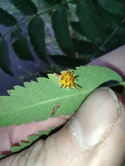 Gymnosporangium cornutum