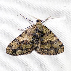 Myrioblephara sikkimensis