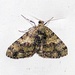 Myrioblephara sikkimensis - Photo (c) Bon Pradhan, algunos derechos reservados (CC BY-NC), subido por Bon Pradhan
