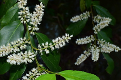 Itea omeiensis