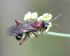 Neotypus melanocephalus
