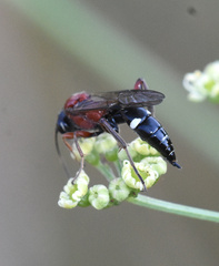 Neotypus melanocephalus