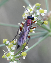 Neotypus melanocephalus