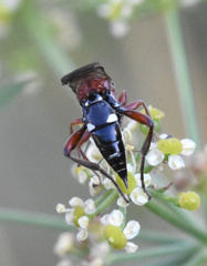 Neotypus melanocephalus