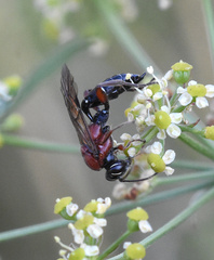 Neotypus melanocephalus