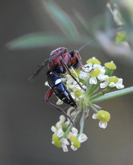 Neotypus melanocephalus