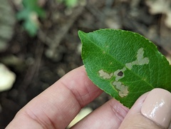 Coptodisca splendoriferella