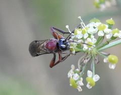 Neotypus melanocephalus