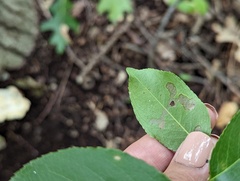 Coptodisca splendoriferella