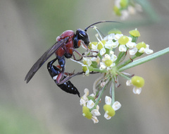 Neotypus melanocephalus