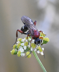 Neotypus melanocephalus