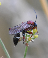 Neotypus melanocephalus