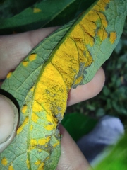 Melampsora epitea