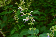 Salvia bowleyana