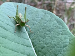 Dichromorpha viridis