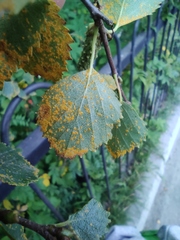 Melampsoridium betulinum