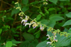 Salvia bowleyana