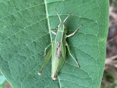 Dichromorpha viridis