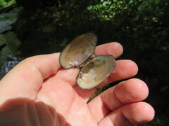 Cambarunio simus
