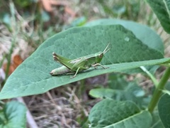 Dichromorpha viridis