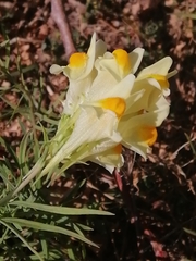 Linaria vulgaris
