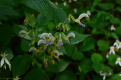 Salvia bowleyana