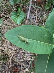 Dichromorpha viridis
