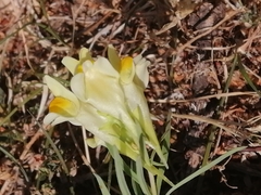 Linaria vulgaris